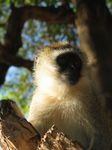 14294 Portrait of a sight monkey in the tree.jpg